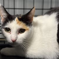 Trico, chatte à adopter