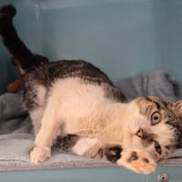 FRIPOUILLE, chatte à adopter