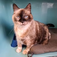 MINOUCHA, chatte à adopter