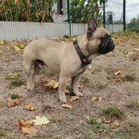 ULOO QCN, chien à adopter