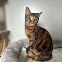 WENDY, chatte à adopter