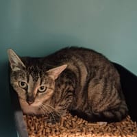 Mycène, chatte à adopter