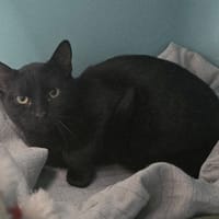 ALPHA, chat à adopter