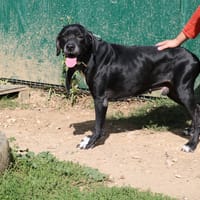 JEFF HAA24839, chien à adopter