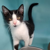 LOULOU (FIV+), chat à adopter