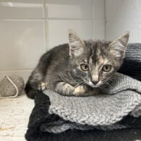ZARA, chatte à adopter