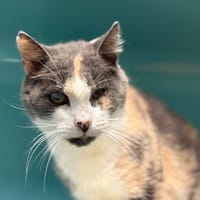 Aloé, chatte à adopter