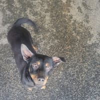 Kusco, chien à adopter