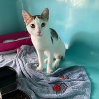 BASTOS, chat à adopter