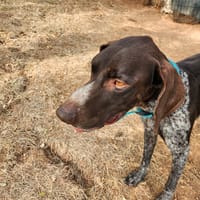 Theo, chien à adopter