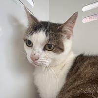 MARGE, chatte à adopter