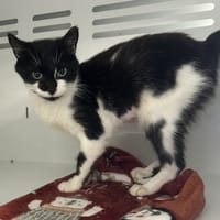 FLEE, chatte à adopter