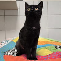 Dahlia, chatte à adopter