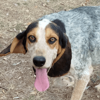 Cesar, chien à adopter