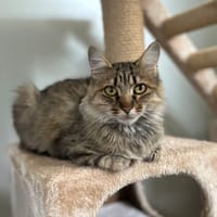 Ponyo, chatte à adopter