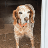 Holly, chienne à adopter