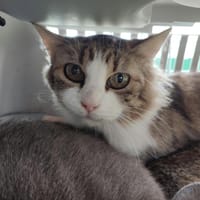 HAVANA QCT, chatte à adopter
