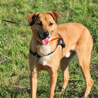 THAYSON, chien à adopter