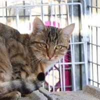 Simone, chatte à adopter