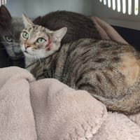 MCGONAGALL QCT, chatte à adopter