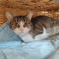 TAIANA QCT, chatte à adopter