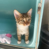 UMI (réservé), chat à adopter