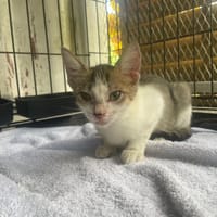 PLUTON, chat à adopter