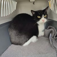 MOEA QCT, chatte à adopter