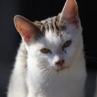 POMPONETTE (réservée), chatte à adopter