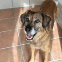 Masurka, chienne à adopter
