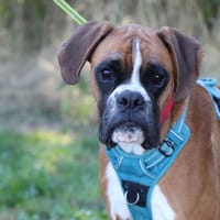 Aaron, chien à adopter