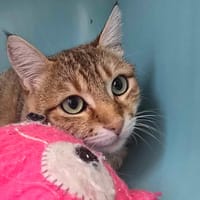 RON, chat à adopter