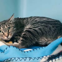 BELLISSIMA, chatte à adopter