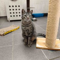 MÉO C, chat à adopter