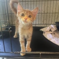 GOODY, chatte à adopter