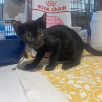 ANGE, chat à adopter