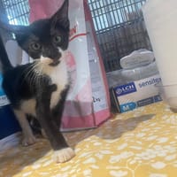 AMO, chat à adopter