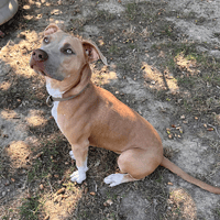 luna, chienne à adopter