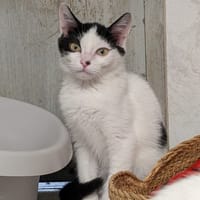 RAFIKI, chat à adopter