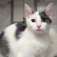 DIOGO, chat à adopter