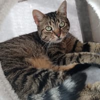 TALI, chatte à adopter
