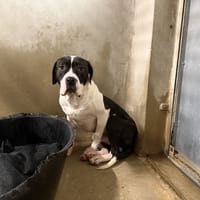 BILLY VAA, chien à adopter