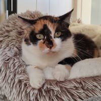 TITA QCT, chatte à adopter