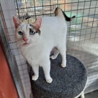 PITCH, chatte à adopter