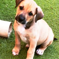 BALI, chien à adopter