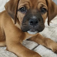 CLARK, chien à adopter
