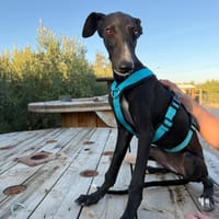 LUNA (Martina), chienne à adopter