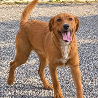 Bytchou le magnifique, chien à adopter