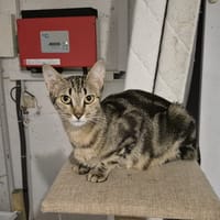 CHLOÉ, chatte à adopter