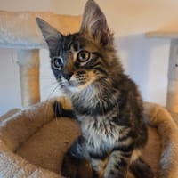 MISSY, chatte à adopter